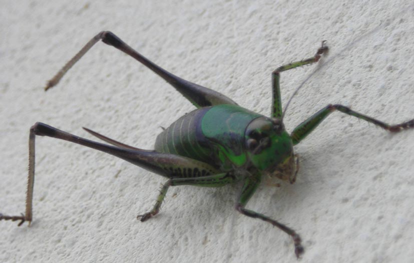 Tettigoniidae: Eupholidoptera sp.